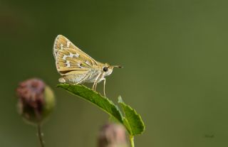 Gm Benekli Zpzp (Hesperia comma)