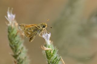 Gm Benekli Zpzp (Hesperia comma)