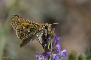 Gm Benekli Zpzp (Hesperia comma)