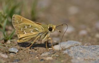 Gm Benekli Zpzp (Hesperia comma)