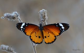 Sultan (Danaus chrysippus)