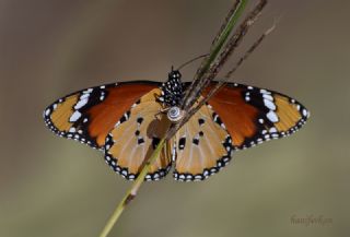 Sultan (Danaus chrysippus)