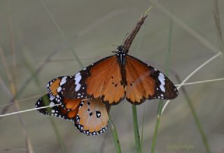 Sultan (Danaus chrysippus)