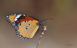 Sultan&nbsp;(Danaus&nbsp;chrysippus)