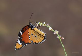 Sultan&nbsp;(Danaus&nbsp;chrysippus)