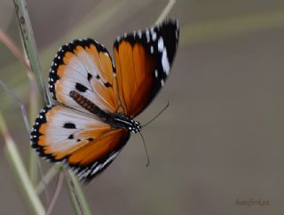 Sultan (Danaus chrysippus)