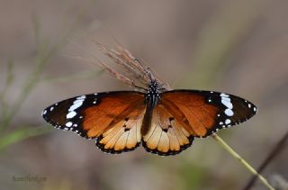 Sultan (Danaus chrysippus)