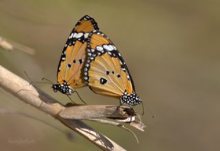 Sultan (Danaus chrysippus)