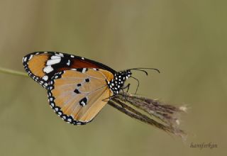 Sultan (Danaus chrysippus)