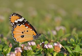 Sultan (Danaus chrysippus)