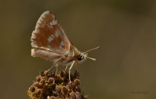 Anadolu Zpzp (Muschampia proteides)