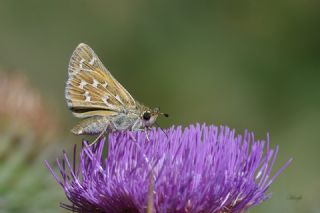 Gm Benekli Zpzp (Hesperia comma)