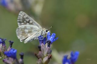 Mozaik Zpzp (Muschampia tessellum)