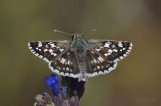 Gzel Zpzp (Pyrgus cinarae)