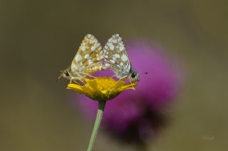 Kzl Zpzp (Spialia orbifer)