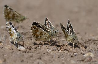Gzel Zpzp (Pyrgus cinarae)