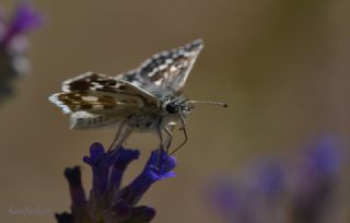 Gzel Zpzp (Pyrgus cinarae)