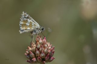 Gzel Zpzp (Pyrgus cinarae)