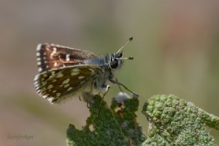 Kzl Zpzp (Spialia orbifer)