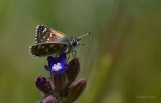 Kzl Zpzp (Spialia orbifer)