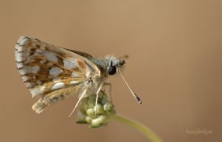 Kzl Zpzp (Spialia orbifer)