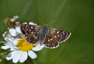 Kzl Zpzp (Spialia orbifer)