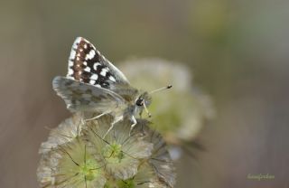 Acem Zpzp (Spialia phlomidis)