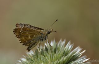 Hatmi Zpzp (Carcharodus alceae)