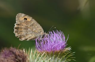 Step Yalanccads (Pseudochazara mniszechii)