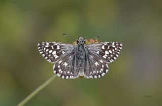 Ebegmeci Zpzp (Pyrgus malvae)