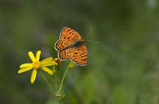 Cezayirli �parhan&nbsp;(Melitaea&nbsp;ornata)
