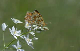 Cezayirli parhan (Melitaea ornata)