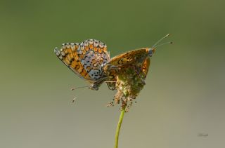 Cezayirli parhan (Melitaea ornata)