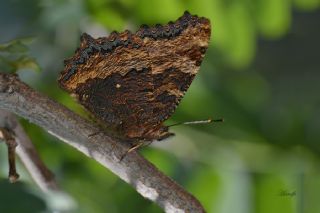 Karaaa Nimfalisi (Inachis polychloros)
