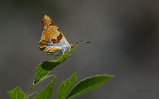 Anadolu ehzadesi (Thaleropis ionia)