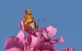 Anadolu ehzadesi (Thaleropis ionia)