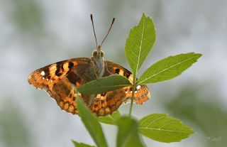 Anadolu ehzadesi (Thaleropis ionia)