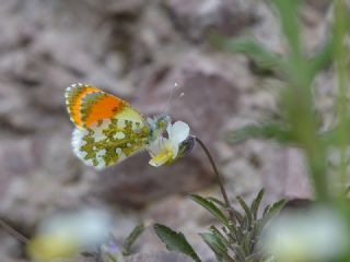 Step Ssls (Anthocharis gruneri)