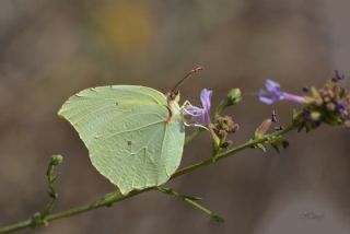 Anadolu Orakkanad (Gonepteryx farinosa)