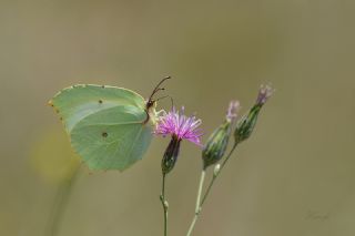 Anadolu Orakkanad (Gonepteryx farinosa)