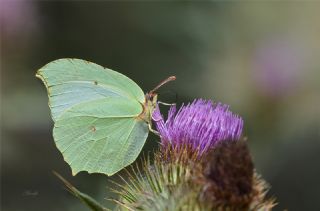 Anadolu Orakkanad (Gonepteryx farinosa)