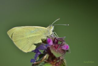 Yalanc Beyazmelek (Pieris pseudorapae)