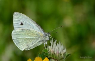 K���k Beyazmelek&nbsp;(Pieris&nbsp;rapae)