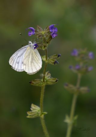 Yalanc Beyazmelek (Pieris pseudorapae)
