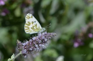 Kk Beneklimelek (Pontia chloridice)