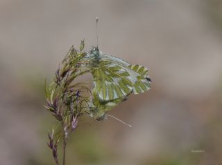 Kk Beneklimelek (Pontia chloridice)