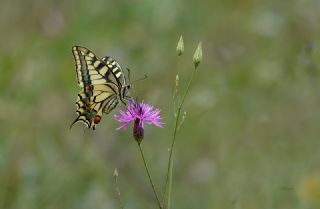 Krlangkuyruk (Papilio machaon)