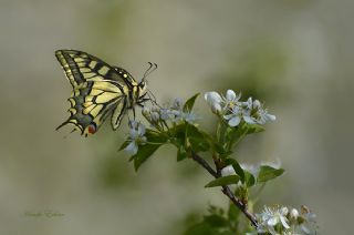 Krlangkuyruk (Papilio machaon)