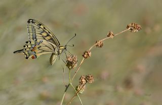 Krlangkuyruk (Papilio machaon)