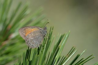 Kaya Esmeri (Kirinia clymene)